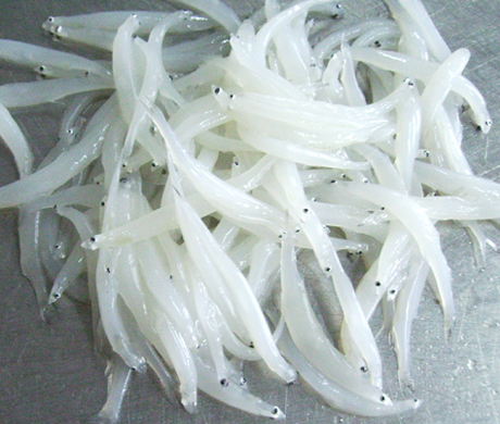 冷凍銀魚